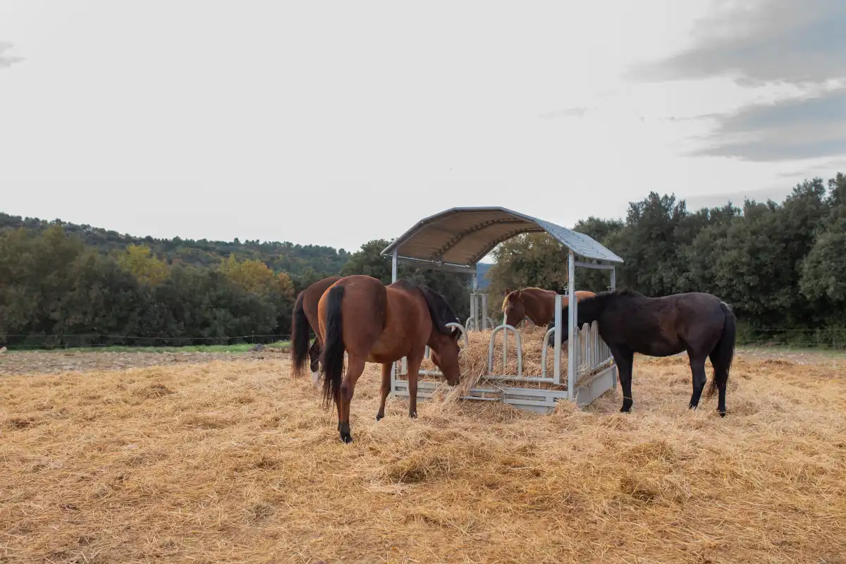 Cavalls menjant palla