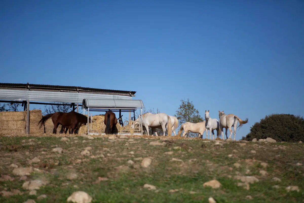 Recuperación del caballo
