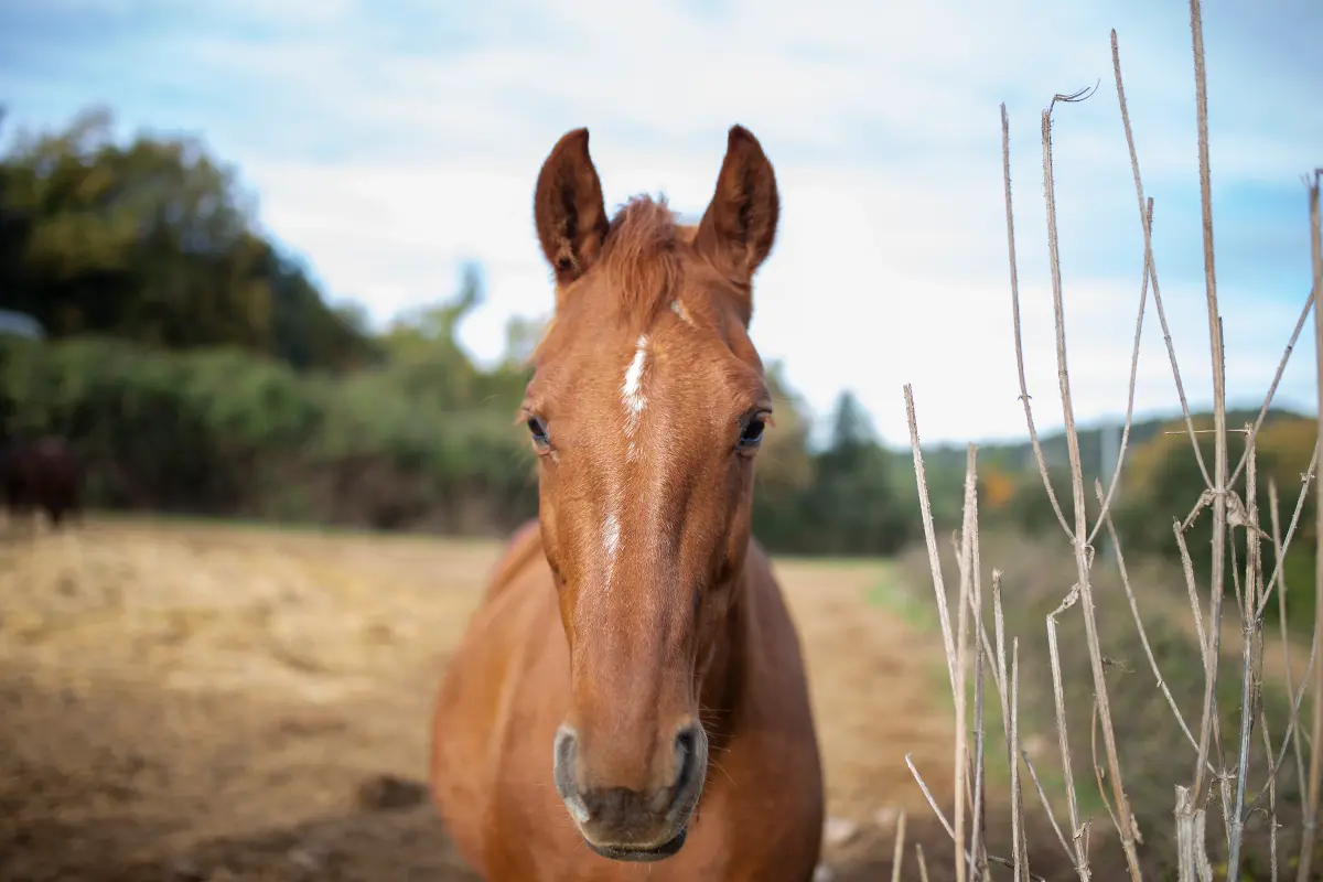 Recuperación del caballo