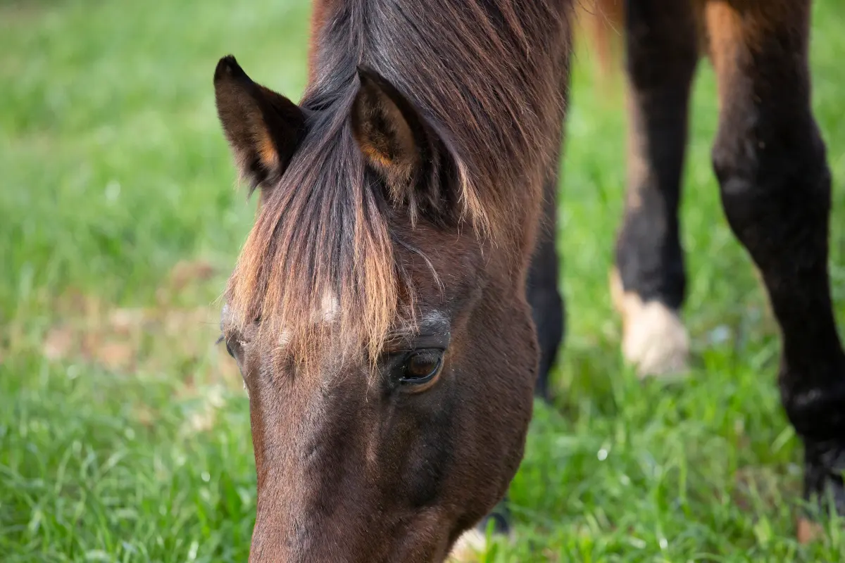 Recuperación del caballo