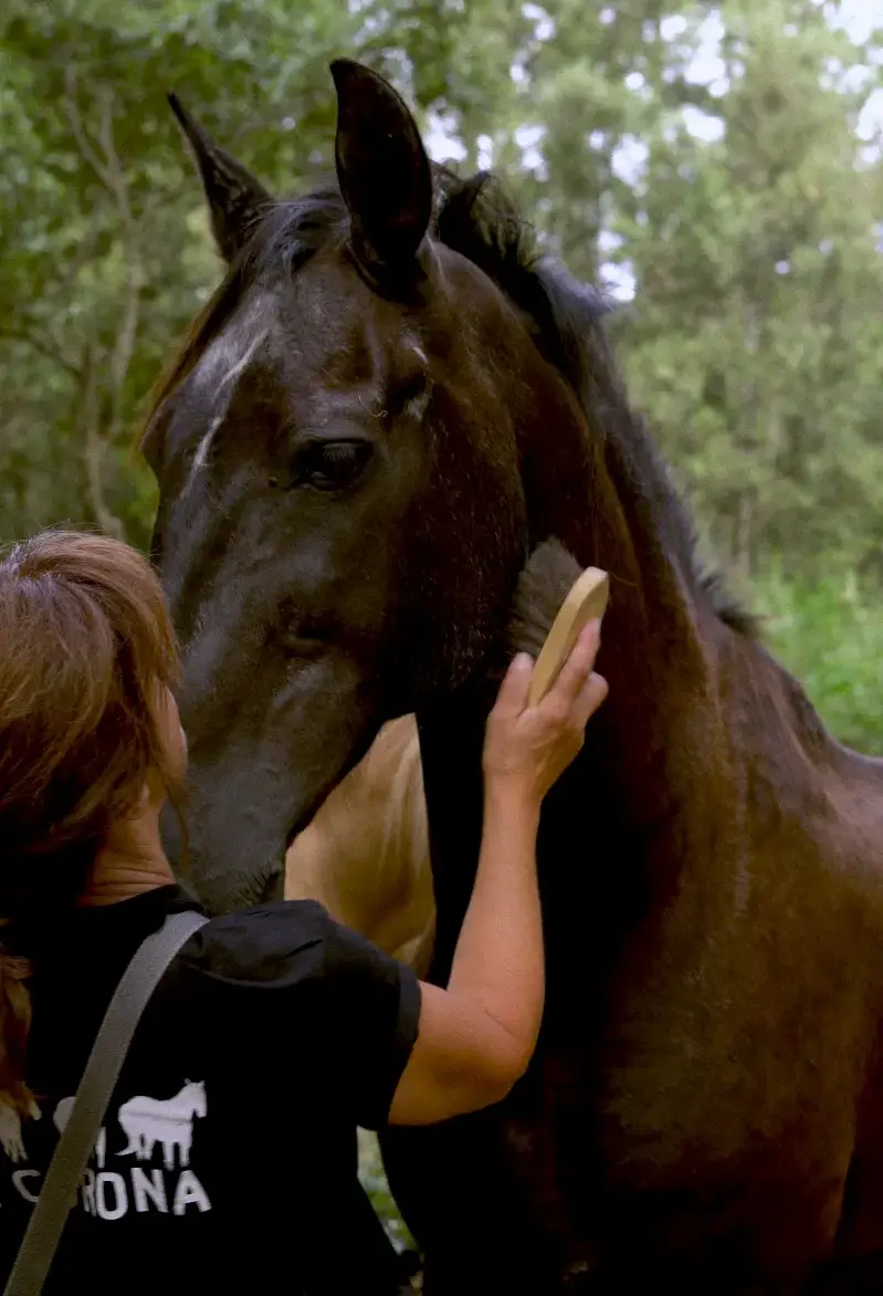 Recuperación del caballo