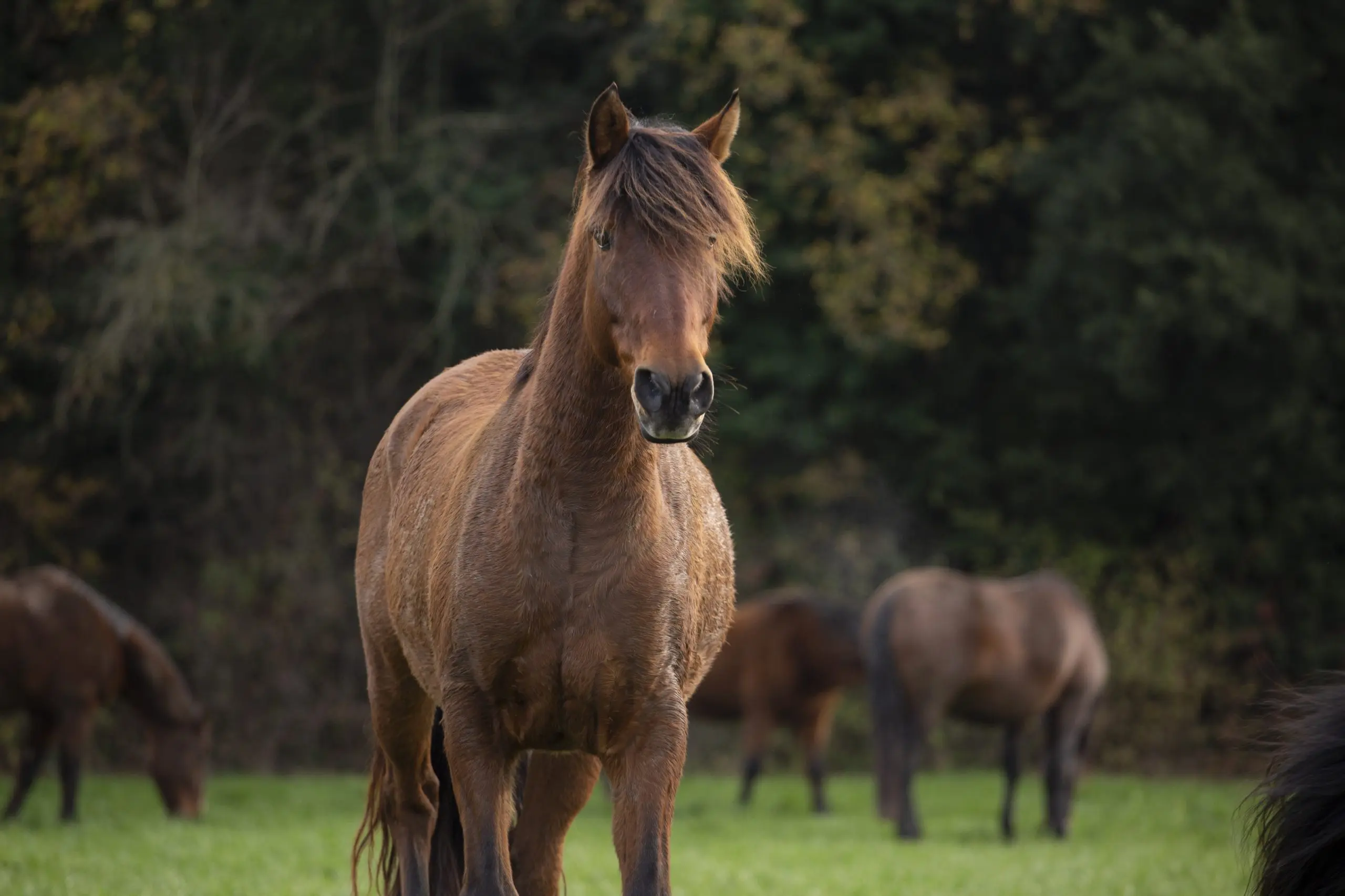 Caballo alojado en las instalaciones de La Corona disfrutando de los prados