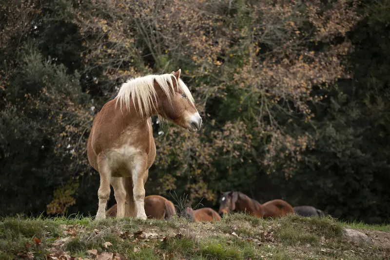 Caballo en los prados de Residencia Equina La Corona pastando