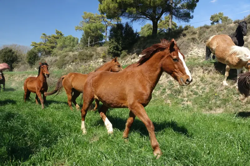 Caballo con problemas de comportamiento conviviendo con otros caballos en la residencia equina La Corona