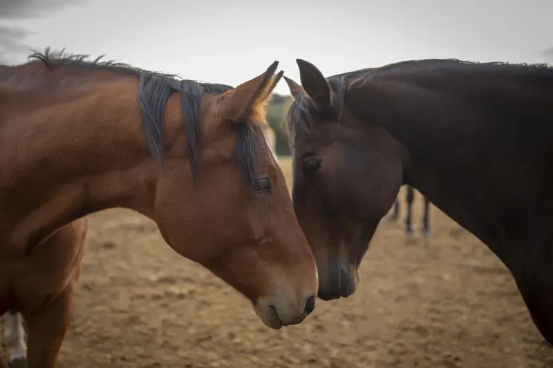 Dos caballos de la manada de la Residencia Equina La Corona conociéndose