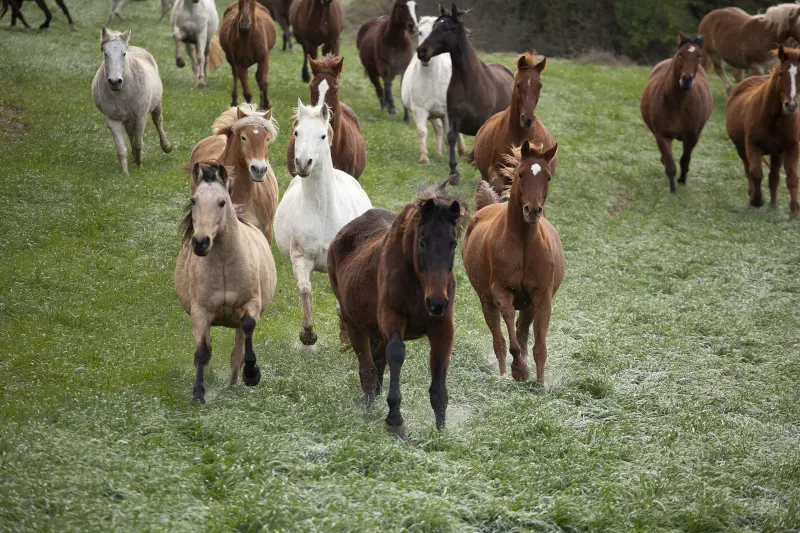 Manada de caballos corriendo en libertad por los verdes prados de la Residencia Equina La Corona