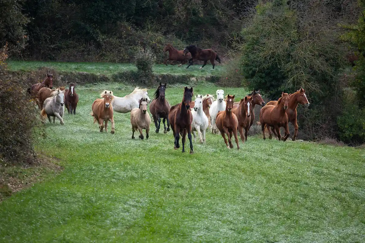 Jubilación de caballos