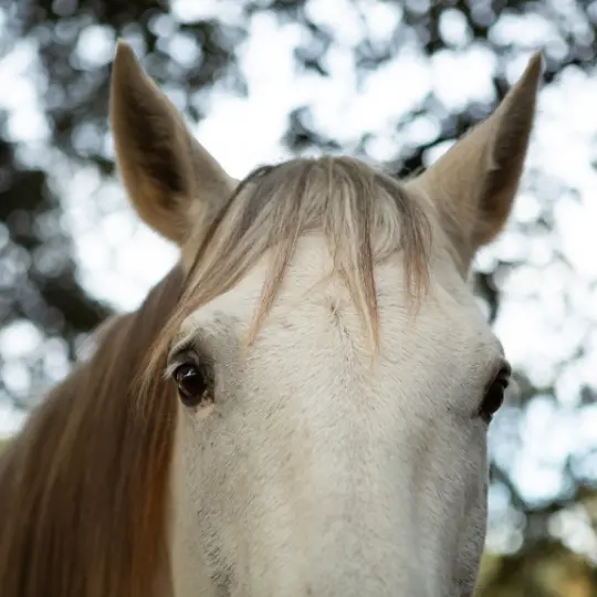 Caballo con problemas de comportamiento siendo trabajado en doma de corrección en La Corona