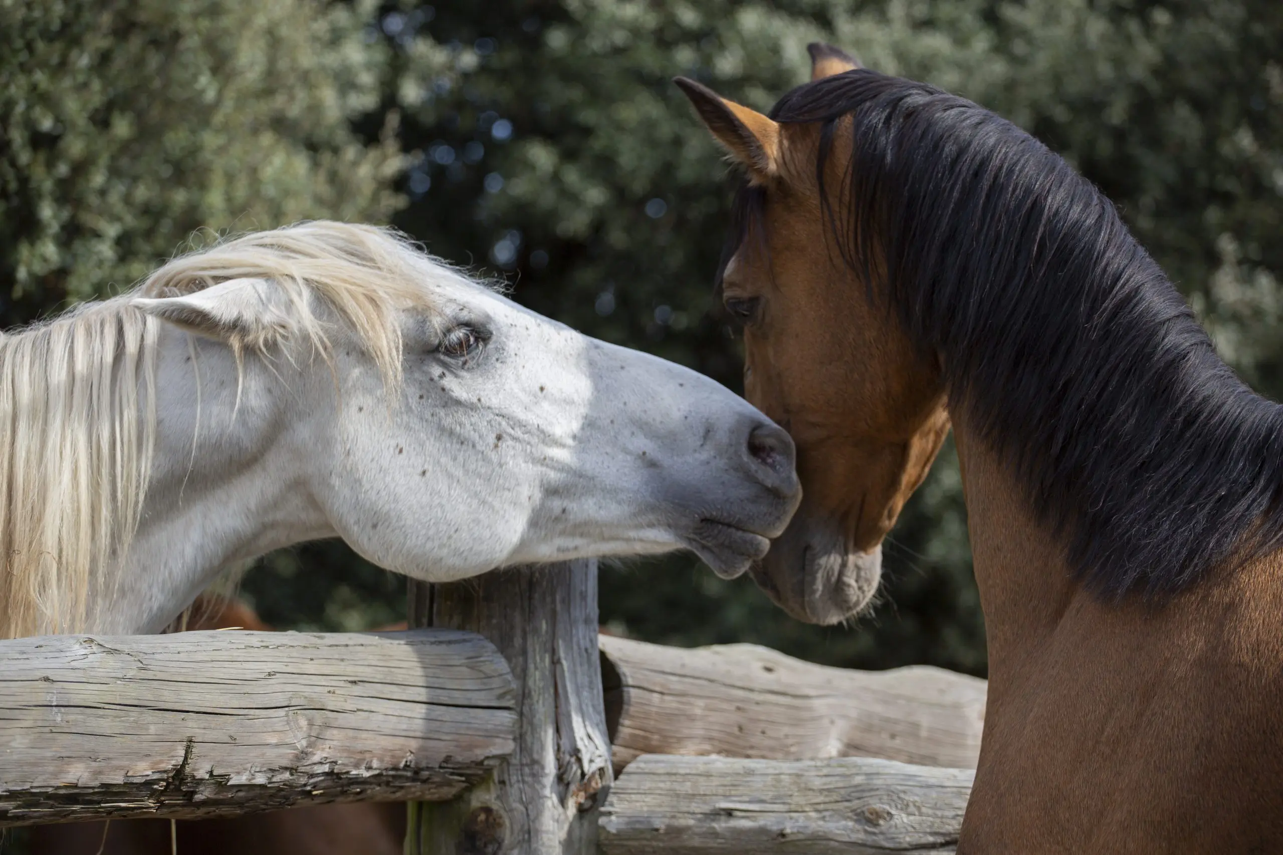 Caballos disfrutando de los cuidados proporcionados por el equipo de La Corona Residencia Equina