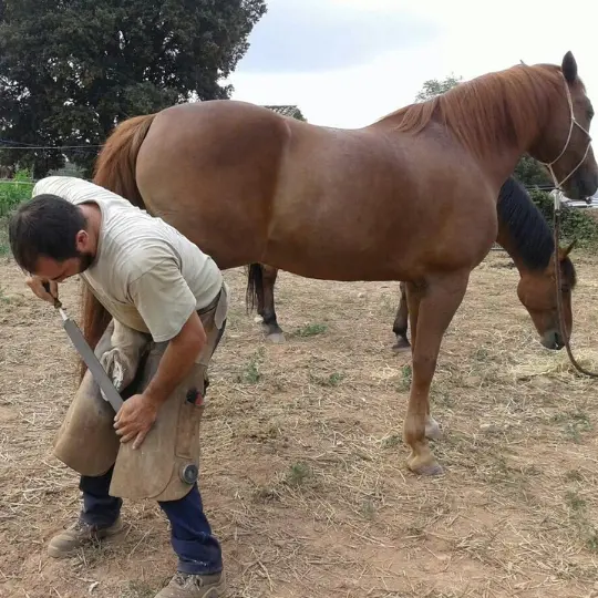 Caballos de La Corona siendo atendidos por el podólogo equino
