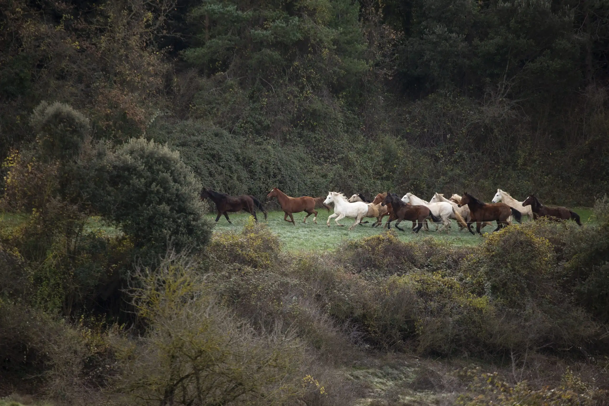 Manada de cavalls allotjats a La Corona gaudint en llibertat dels prats Manada de cavalls allotjats a La Corona gaudint en llibertat dels prats