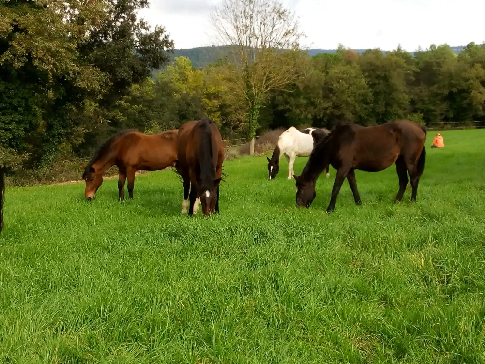 Cavalls gaudint de l'herba verda als prats de La Corona Residència Equina Cavalls gaudint de l'herba verda als prats de La Corona Residència Equina