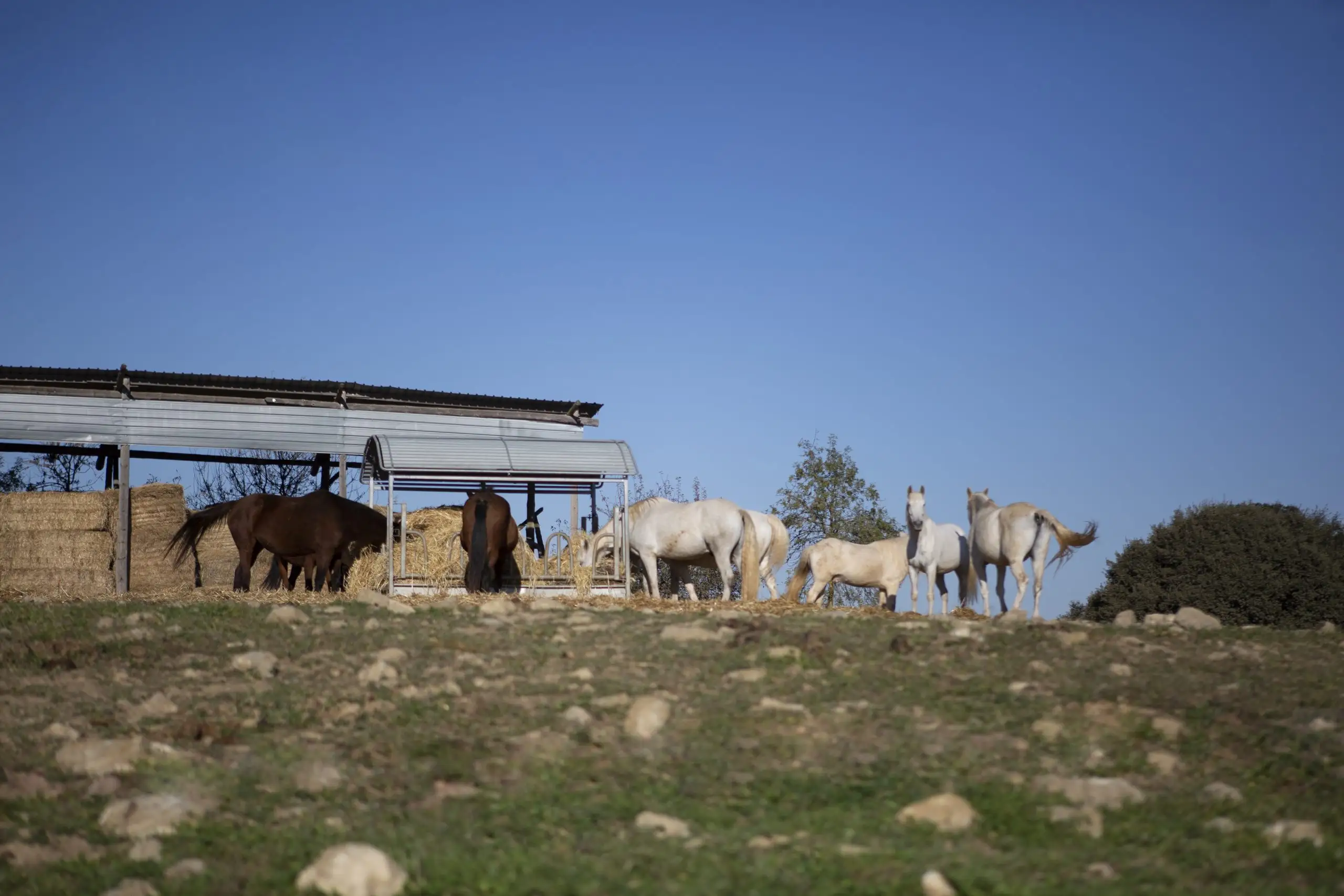 Chevaux profitant du foin et du fourrage fournis par La Corona pendant leur séjour Chevaux profitant du foin et du fourrage fournis par La Corona pendant leur séjour