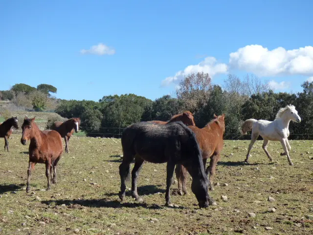 Chevaux venus à La Corona Residencia Equina pour se reposer pendant une période Chevaux venus à La Corona Residencia Equina pour se reposer pendant une période