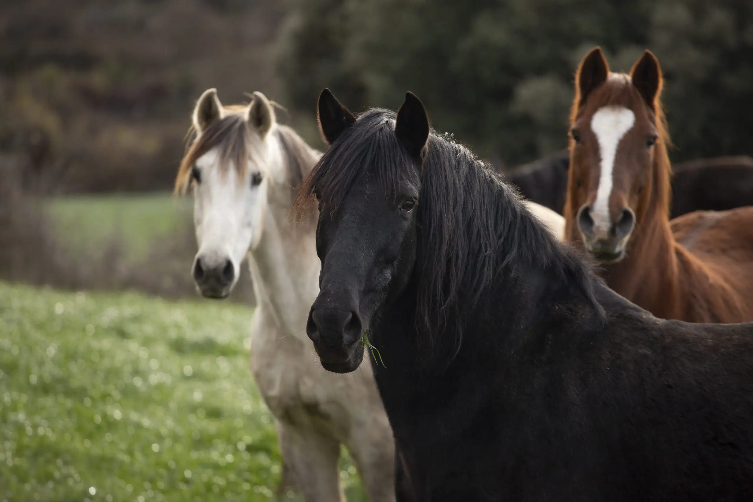 Chevaux surveillés à La Corona 24 heures sur 24 par notre personnel