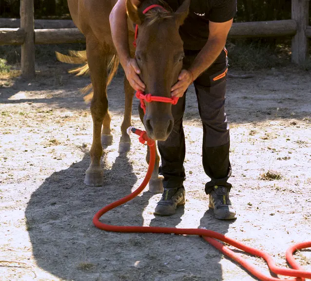 Cheval en cours de rectification avec un professionnel équin au sein de La Corona