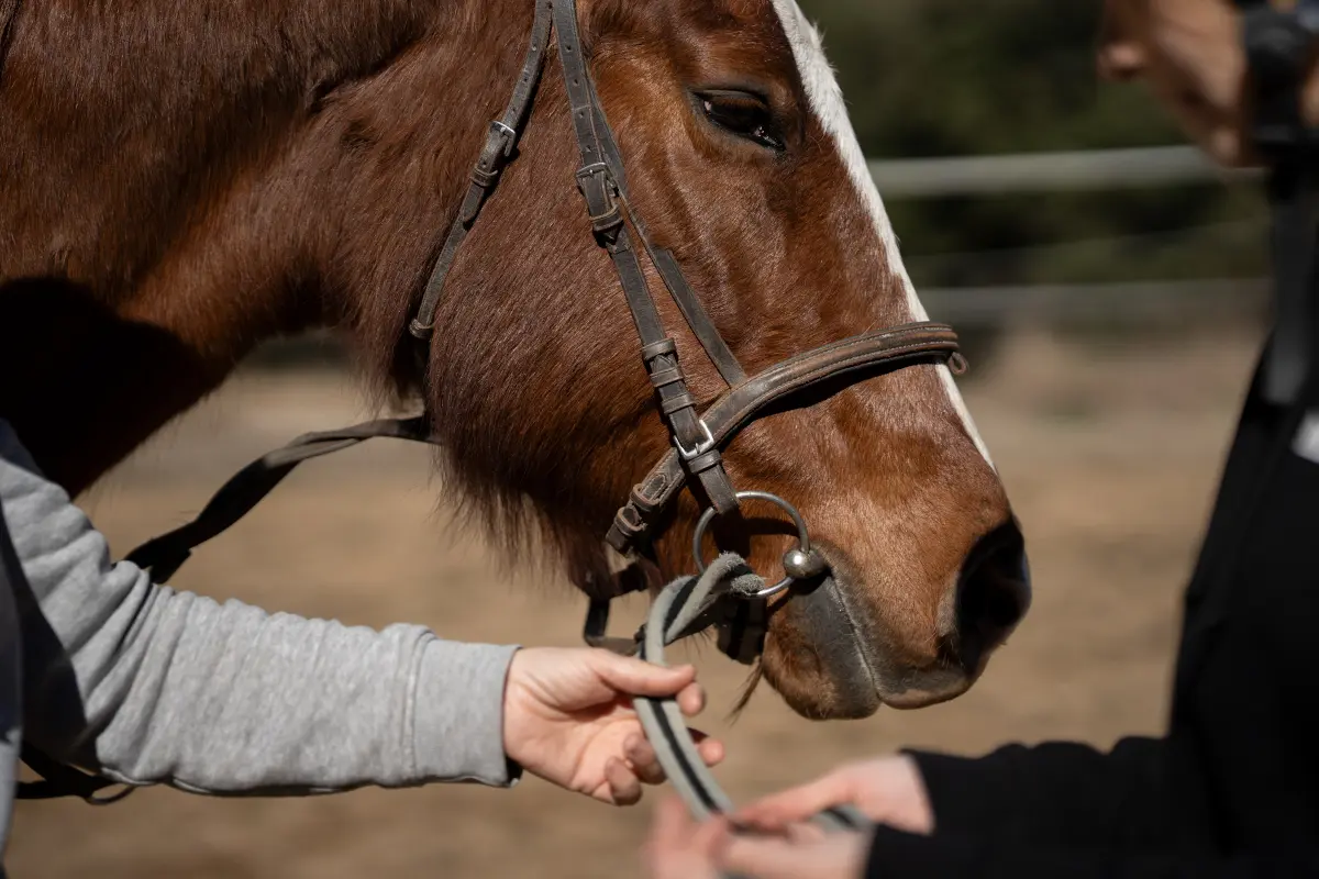 Profesionales equinos ecuestres reentrenando un caballo con problemas de conducta en la Corona Residencia Equina de Cataluña Profesionales equinos ecuestres reentrenando un caballo con problemas de conducta en la Corona Residencia Equina de Cataluña
