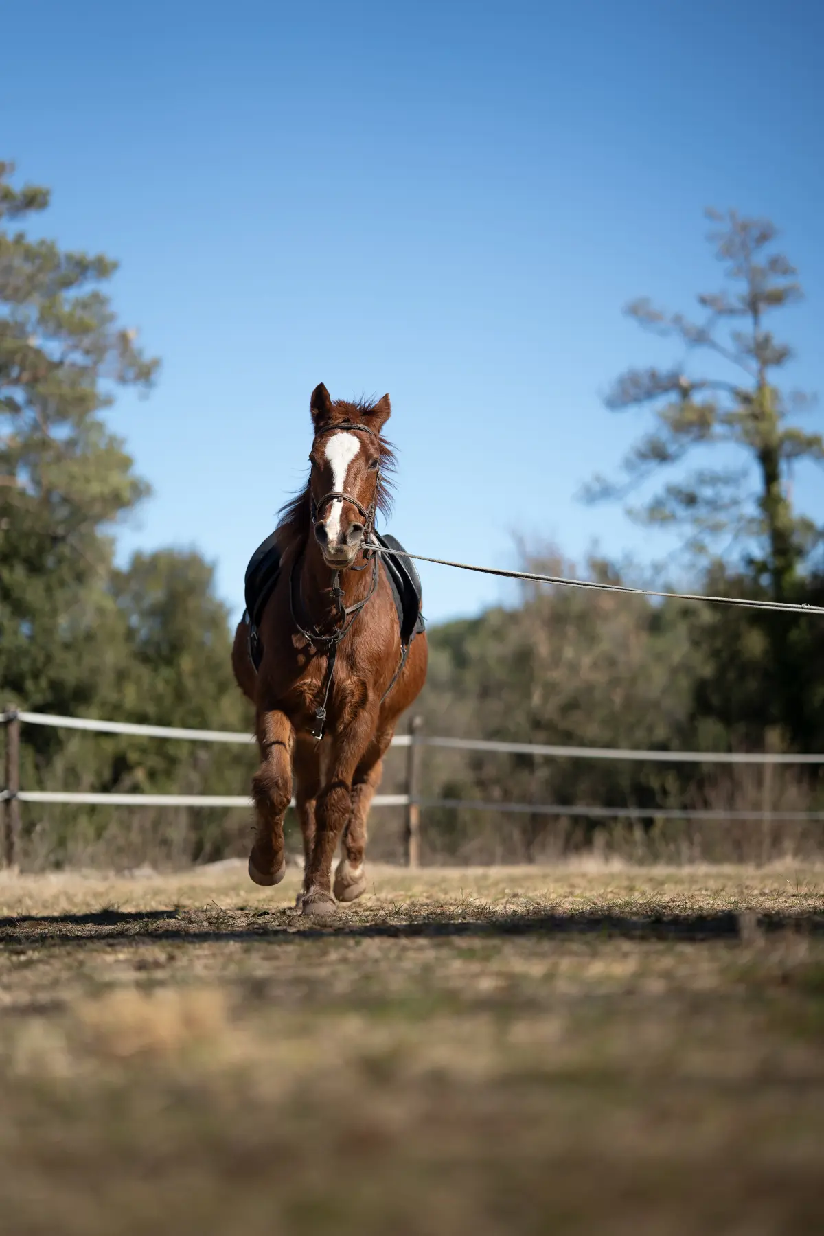 Caballo calentando al trote al inicio de su sesión de mantenimiento en La Corona Caballo calentando al trote al inicio de su sesión de mantenimiento en La Corona